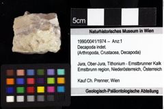 Foto (Objket + Etiketten) von Decapoda indet. 